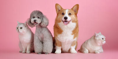 pets