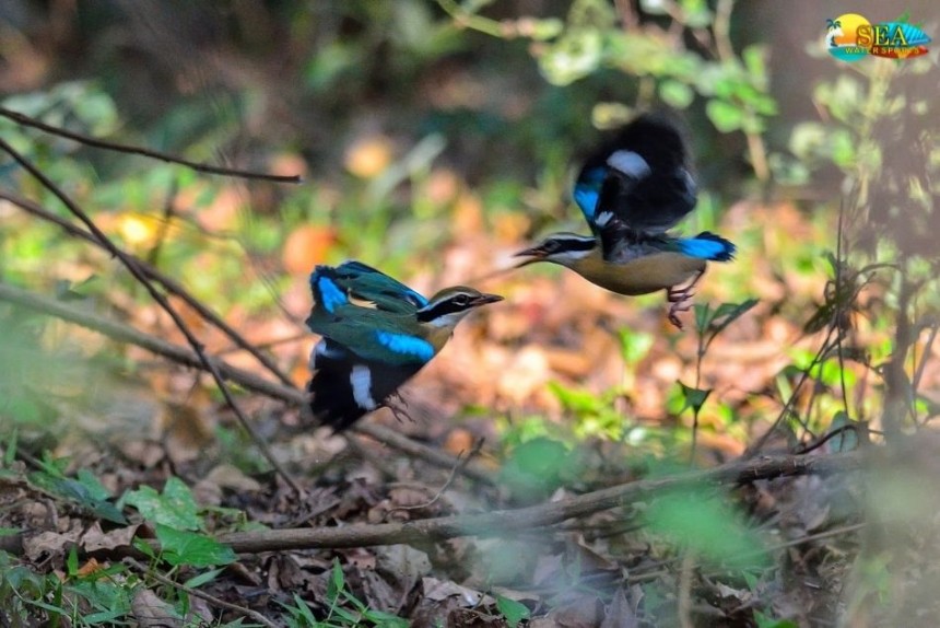 Dr. Salim Ali Bird Sanctuary