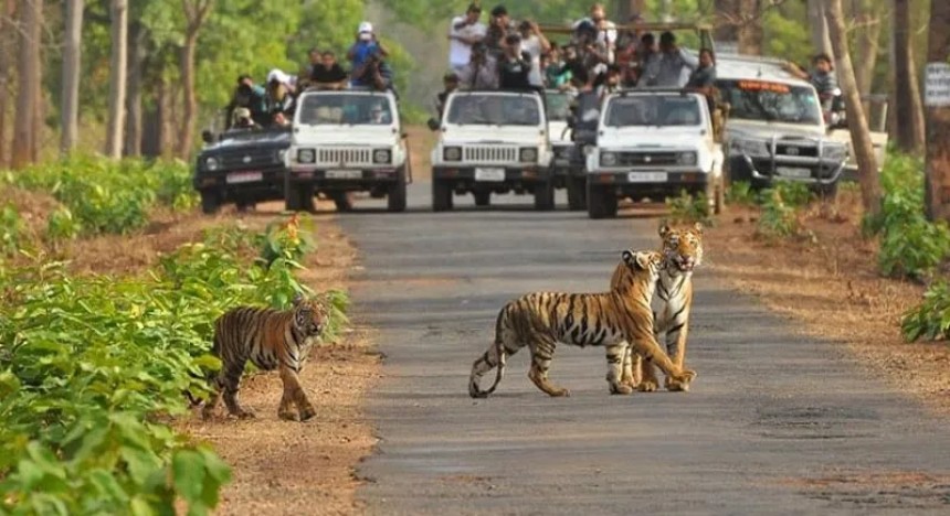 Ranthambore Travel Guide | Ranthambore Fort & Safari in 2 Days