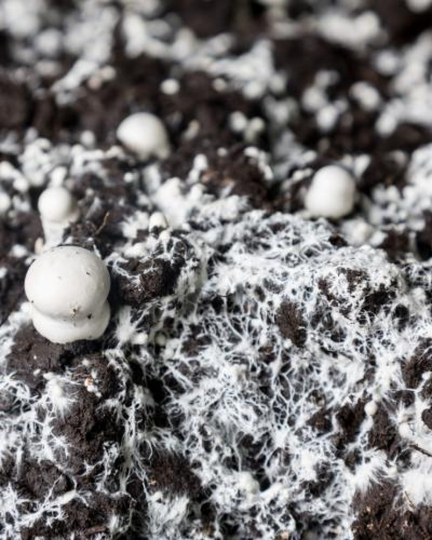 Acaricides or Miticides: Weighing the Environmental Impact