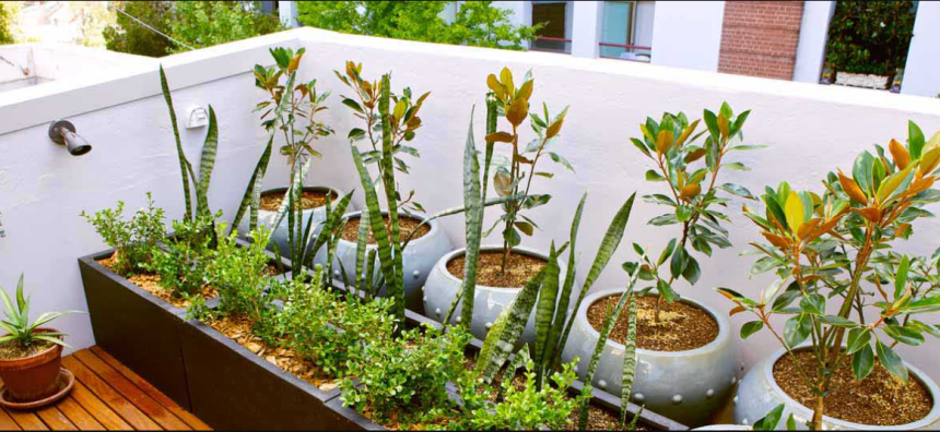 Best Vegetable Seeds for Urban Gardeners