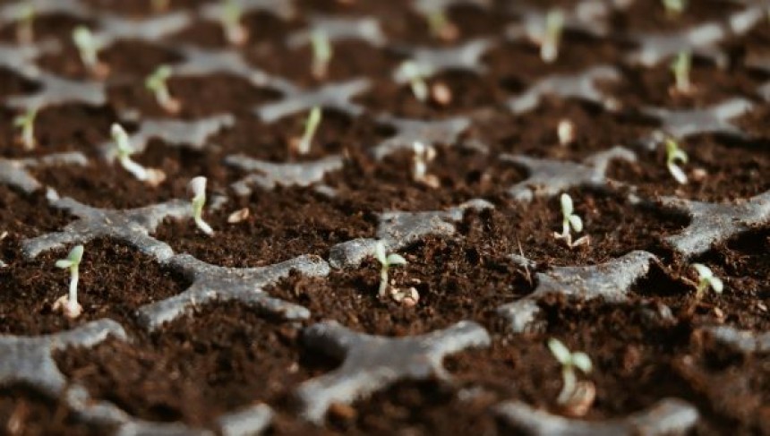 The Pros and Cons of Using Paclobutrazol 23% SC in Modern Agriculture
