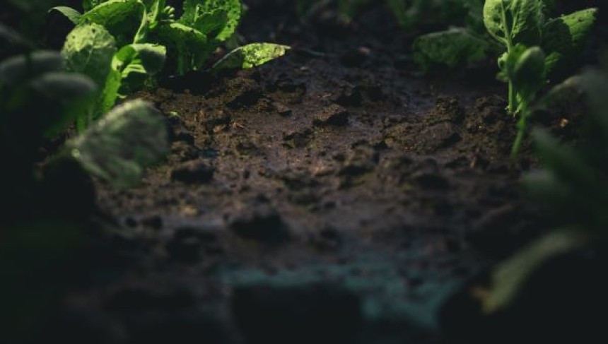 Why Farmers Prefer Chlorantraniliprole Over Other Insecticides for Pests